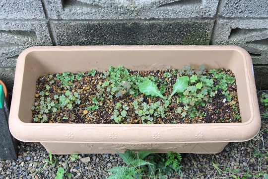 f:id:takahikonojima:20160917182418j:plain