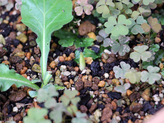 f:id:takahikonojima:20160917182532j:plain