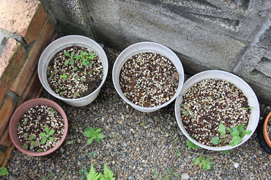 f:id:takahikonojima:20161009113059j:plain