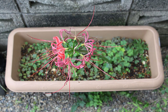 f:id:takahikonojima:20161009113107j:plain