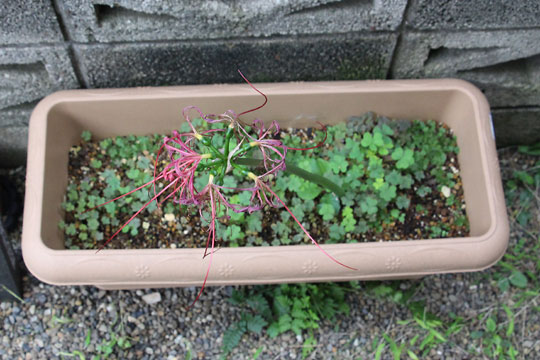 f:id:takahikonojima:20161009113114j:plain