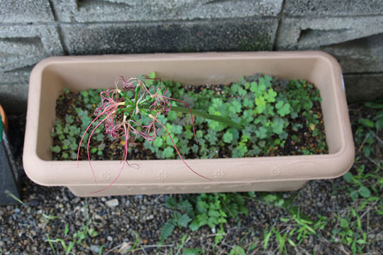 f:id:takahikonojima:20161009113125j:plain