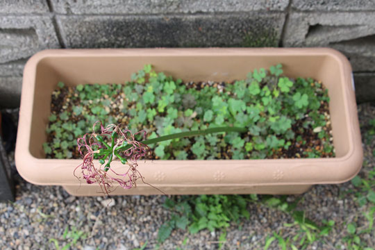 f:id:takahikonojima:20161009113135j:plain