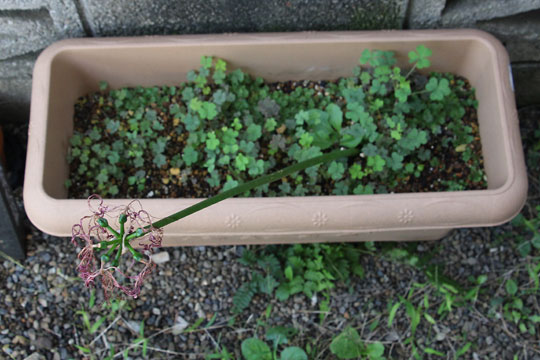 f:id:takahikonojima:20161009113143j:plain