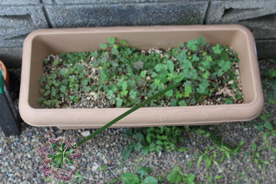 f:id:takahikonojima:20161009113151j:plain