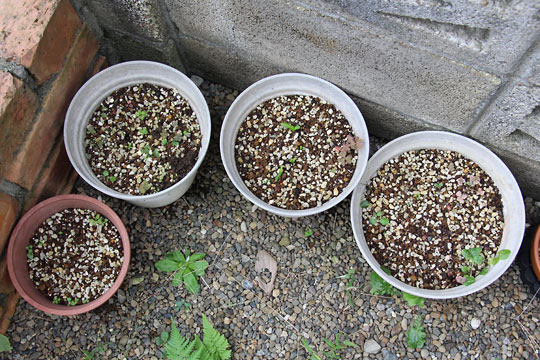 f:id:takahikonojima:20161015171856j:plain f:id:takahikonojima:20161015171856j:plain