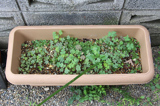 f:id:takahikonojima:20161015171902j:plain f:id:takahikonojima:20161015171902j:plain