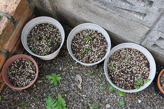 f:id:takahikonojima:20161015171917j:plain f:id:takahikonojima:20161015171917j:plain