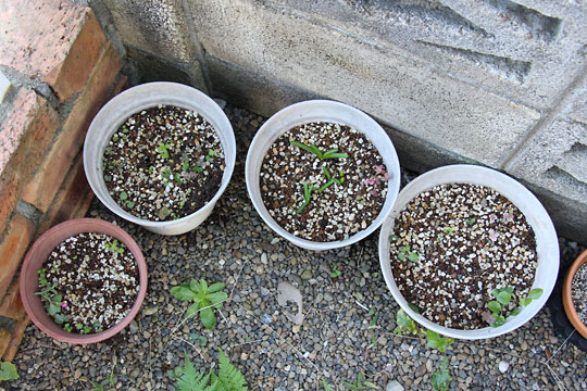 f:id:takahikonojima:20161015171944j:plain f:id:takahikonojima:20161015171944j:plain