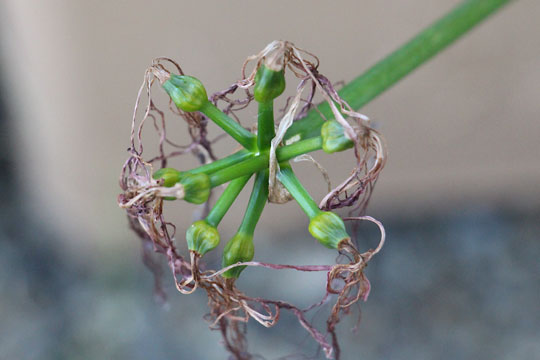 f:id:takahikonojima:20161015172035j:plain f:id:takahikonojima:20161015172035j:plain