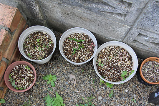 f:id:takahikonojima:20161020142903j:plain