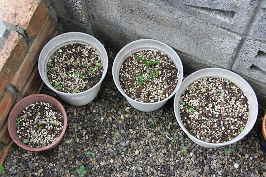 f:id:takahikonojima:20161020142911j:plain