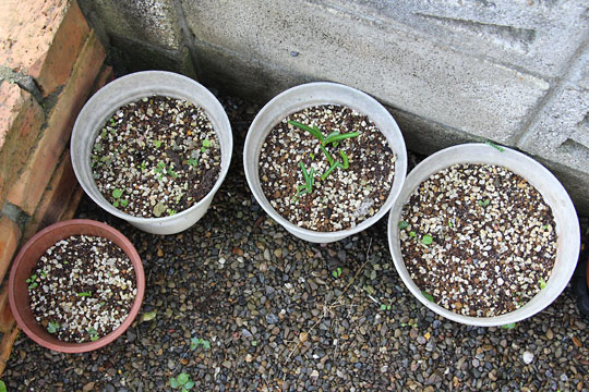 f:id:takahikonojima:20161020142918j:plain