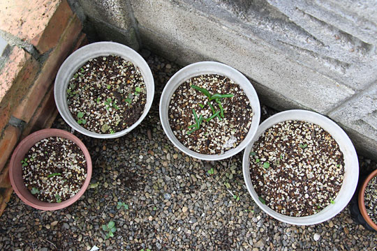 f:id:takahikonojima:20161020142925j:plain