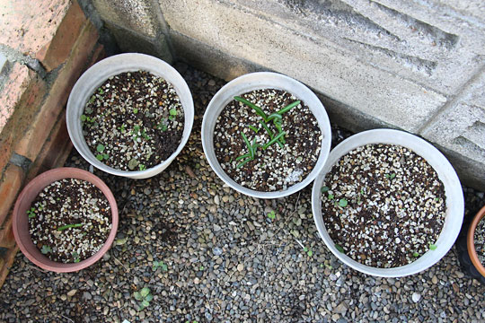 f:id:takahikonojima:20161020142932j:plain