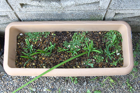 f:id:takahikonojima:20161020142936j:plain