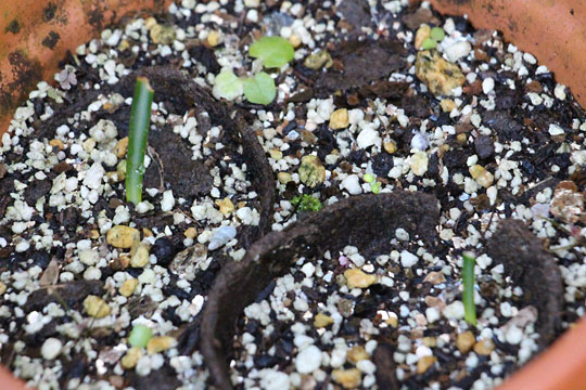 f:id:takahikonojima:20161020143038j:plain