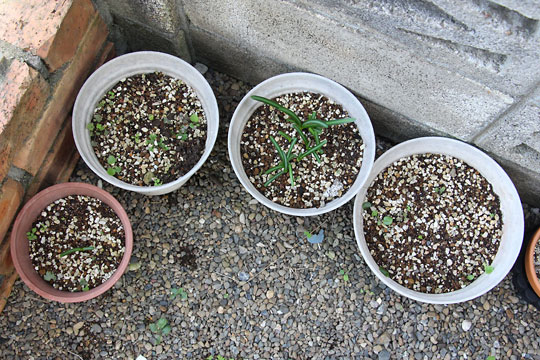 f:id:takahikonojima:20161023095252j:plain