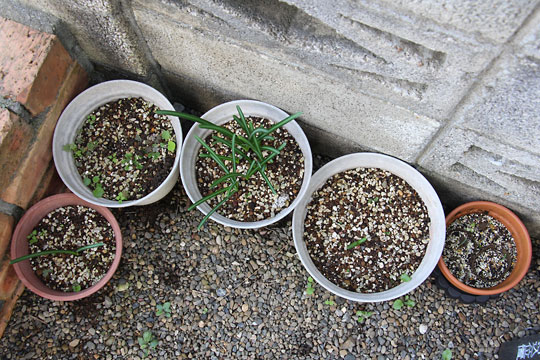 f:id:takahikonojima:20161107105026j:plain