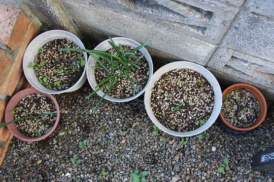 f:id:takahikonojima:20161107105053j:plain