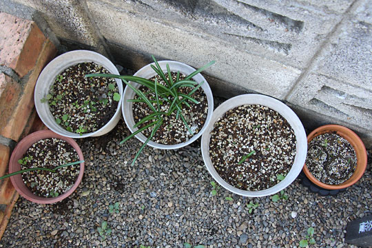 f:id:takahikonojima:20161107105102j:plain