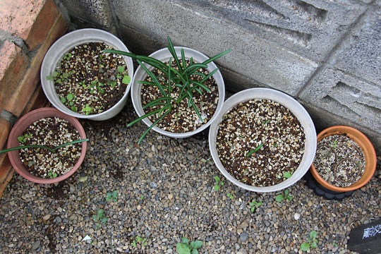 f:id:takahikonojima:20161107105110j:plain