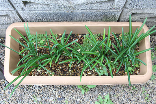 f:id:takahikonojima:20161107105114j:plain