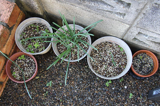 f:id:takahikonojima:20161126193932j:plain