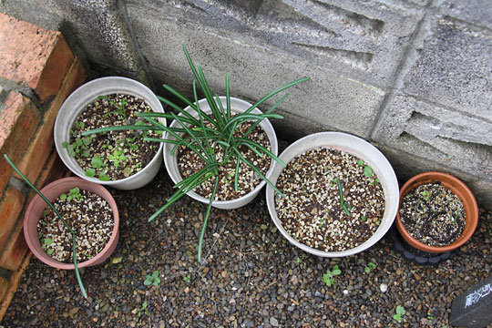 f:id:takahikonojima:20161126193943j:plain