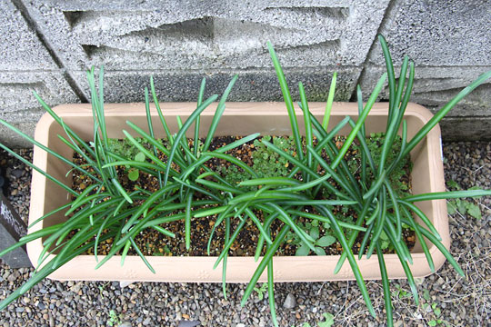 f:id:takahikonojima:20161126193947j:plain