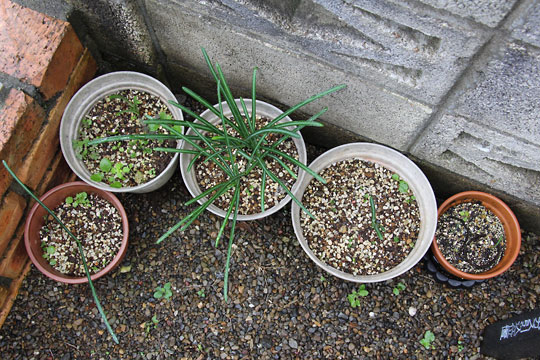 f:id:takahikonojima:20161126193951j:plain