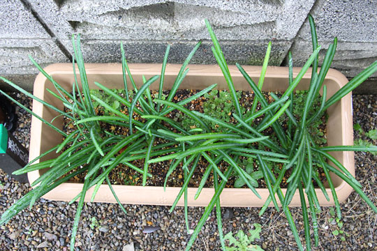 f:id:takahikonojima:20161126193955j:plain