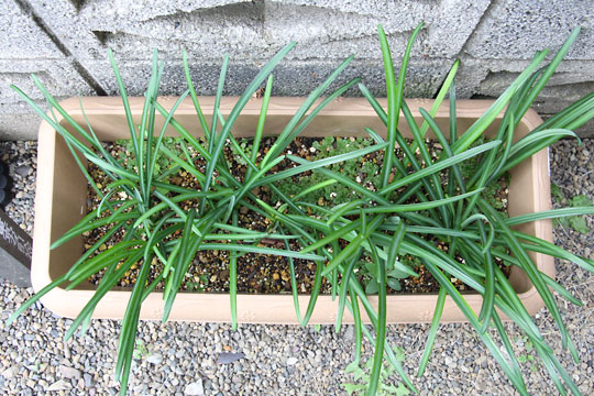 f:id:takahikonojima:20161126194005j:plain