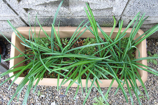 f:id:takahikonojima:20161127172232j:plain