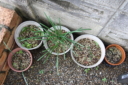 f:id:takahikonojima:20161203120139j:plain