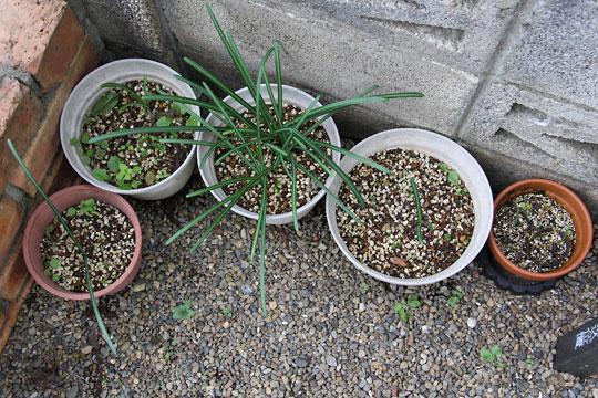 f:id:takahikonojima:20161203120148j:plain