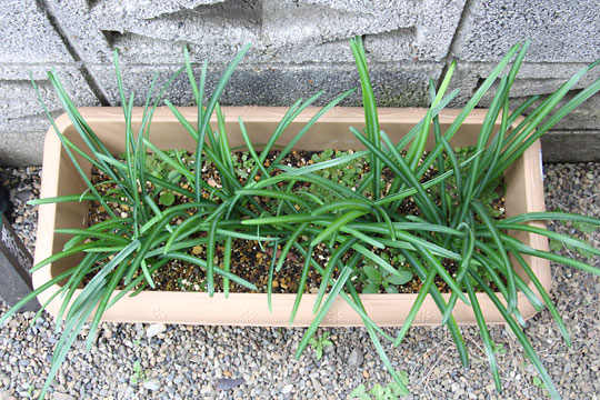 f:id:takahikonojima:20161203120151j:plain