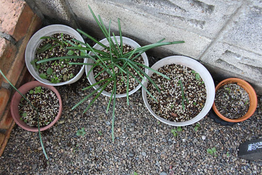 f:id:takahikonojima:20161203120155j:plain