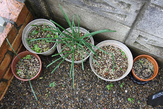 f:id:takahikonojima:20161203120203j:plain