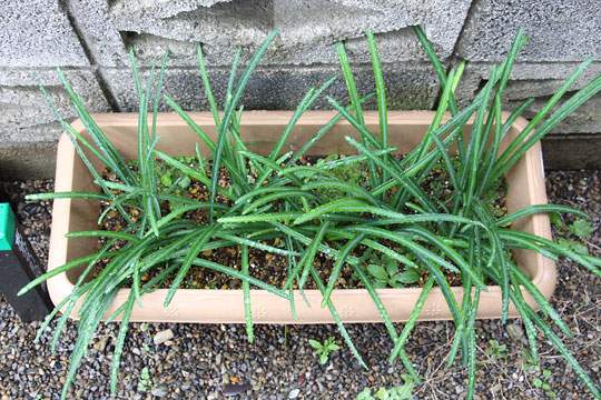 f:id:takahikonojima:20161203120206j:plain