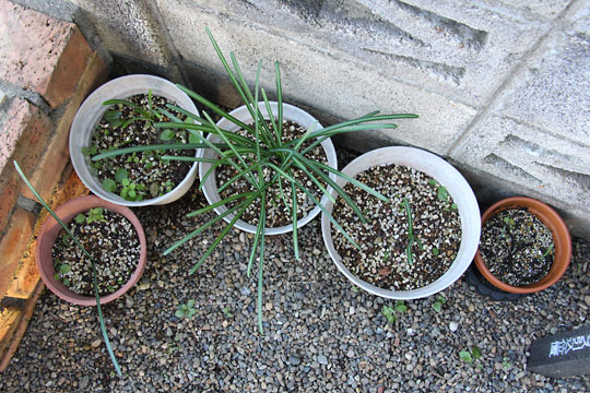 f:id:takahikonojima:20161203120210j:plain