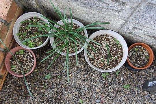 f:id:takahikonojima:20161210105749j:plain