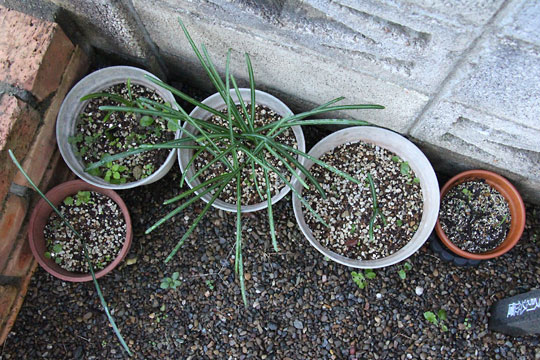 f:id:takahikonojima:20161210105807j:plain