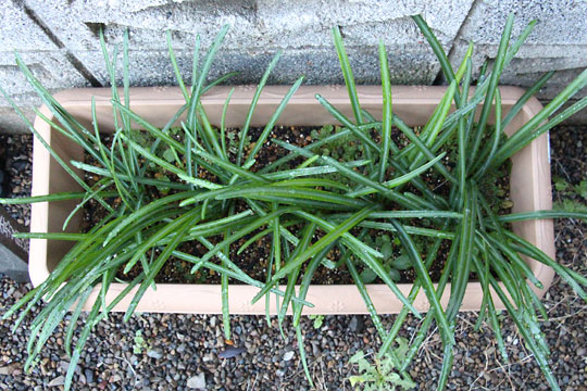 f:id:takahikonojima:20161210105812j:plain