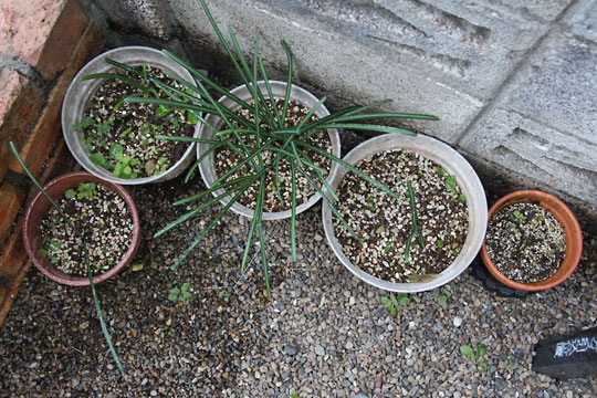 f:id:takahikonojima:20161210105836j:plain