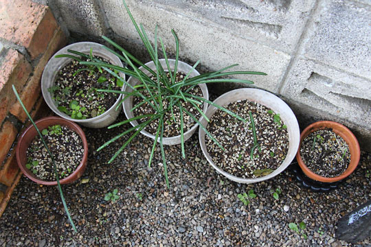 f:id:takahikonojima:20161210105850j:plain