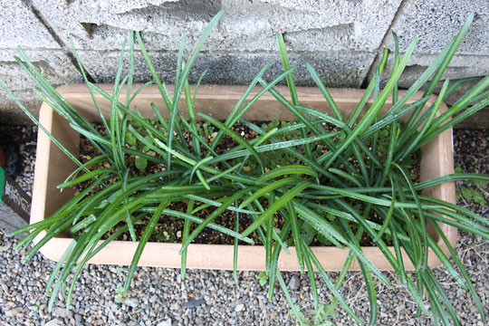 f:id:takahikonojima:20161210105912j:plain