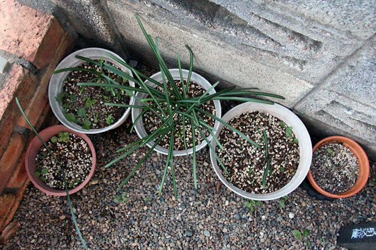 f:id:takahikonojima:20161219163512j:plain