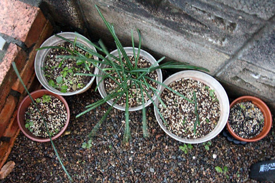 f:id:takahikonojima:20161219163519j:plain