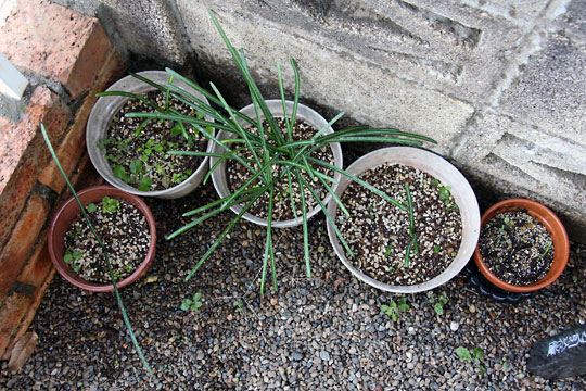 f:id:takahikonojima:20161219163532j:plain